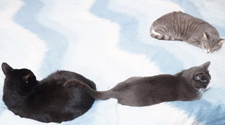 Three cats lie on the bed.の写真素材