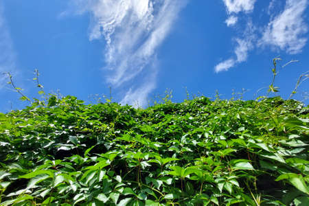 Sunny background of green ivy leaves. Blue sky and clouds.の写真素材