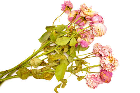 Bouquet of wilted garden roses. Isolated on white background.の写真素材
