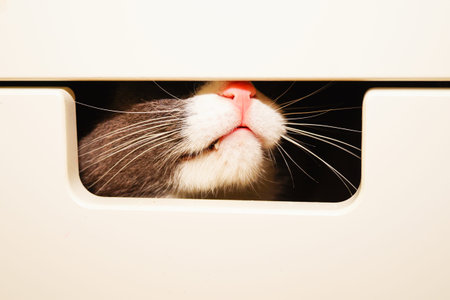 Curious little cat climbed into the laundry box. Peeks out of a crevice in a drawer.の写真素材