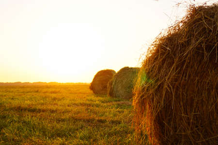 Landscape view of agricultural plots with various crops. Bales of hay in the field. A sunny summer evening.の写真素材