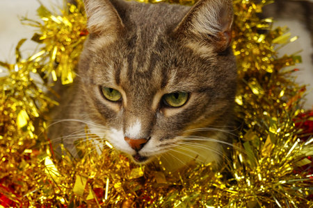 Cute striped cat lies on the carpet in Christmas decorations.の写真素材