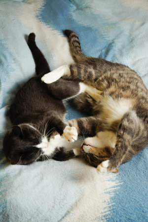 Two cats are lying on the bed. Hugging each other. Cat love.