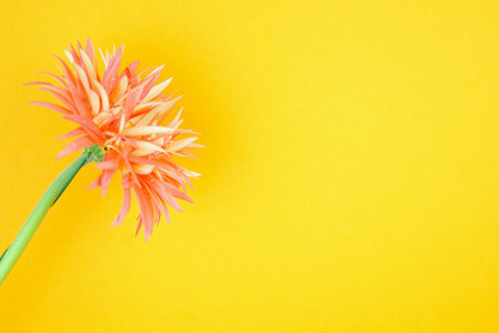 Pink gerbera daisies isolated on orange background. Copy space.の写真素材