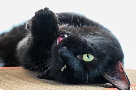 A big black cat licks its paws on a claw. He pulls the claw.の写真素材