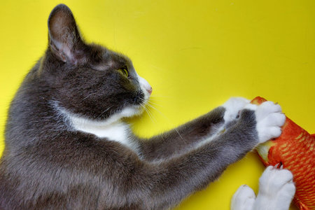 Gray funny cat playing with a toy red fish. Yellow background. Happy cat.の写真素材