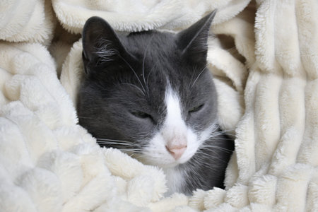 Adorable little gray cat peeks out from under the covers. Funny grey cat hides under white blanket.