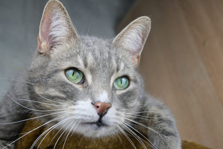 A gray tabby cat with green eyes lies on a scratch post.