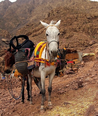A pair of moroccan donkeys of white and braun resting with their carriage on the adventurous journey in rocky   desert mountainsの写真素材