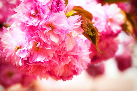 Pink Sakura flower blooming.