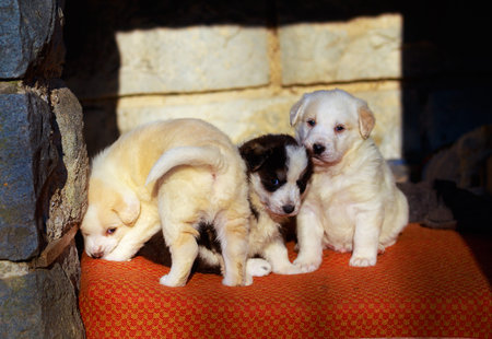 Beautiful adorable group of shepherd dog puppies in an outside shelterの写真素材