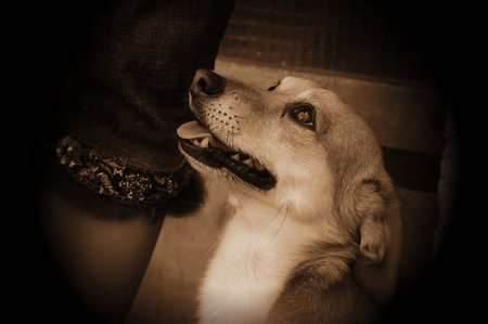 beautiful head of a dog portrait and soft sepia toning