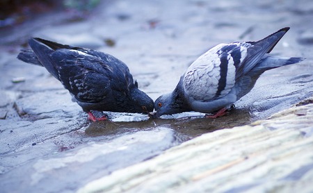 pigeon standing on a water fountain.  の写真素材