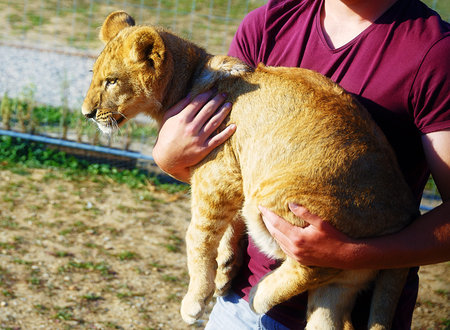 lion cub in man handsの写真素材