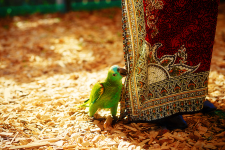 Green parrot and red female ornamental clothの写真素材