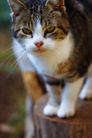 Cat portrait in nature Eye contact .の写真素材