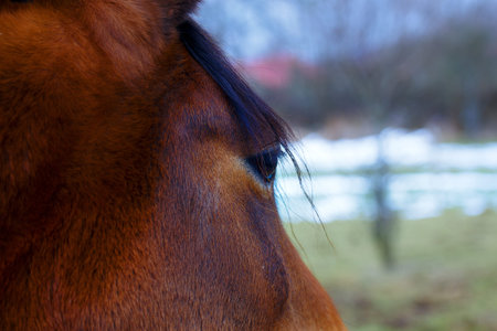 Close up eye of the horse and land in background