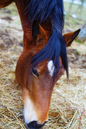 Brown Horse in land on straw .の写真素材