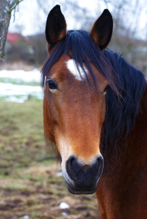 Head Brown Horse and  land in background.の写真素材