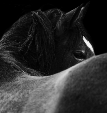 Close Up of a  horse eye. On black background. Black and white colorの写真素材