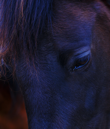 Closeup of a  black horse eye .の写真素材