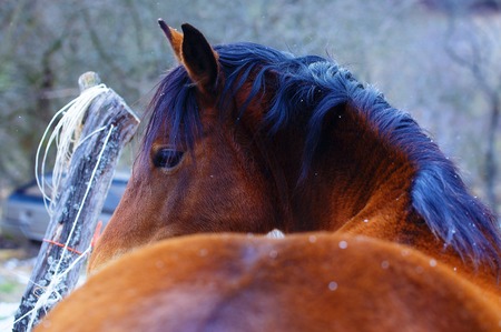 Brown Horse in Snow land and snowfallの写真素材