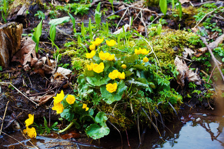 Yellow buttercup flowers Ranunculus. in the meadow. the stream.