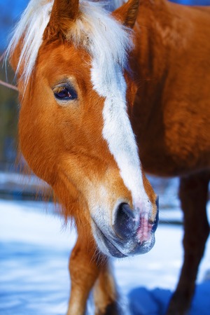 Brown Horse Haflinger in snowy. Eye contactの写真素材