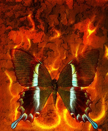 illustration of a butterfly, mixed medium, abstract color background and color fire effect, black and brown color.の写真素材
