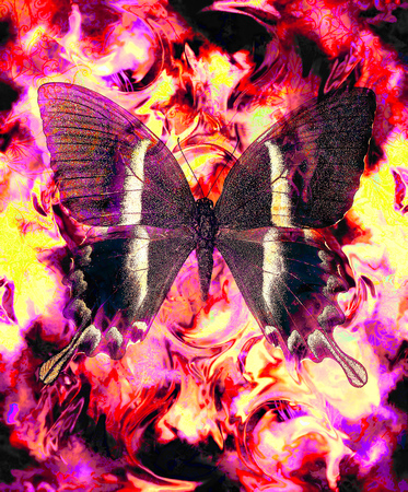 Butterfly and color abstract background with spots. computer collageの写真素材
