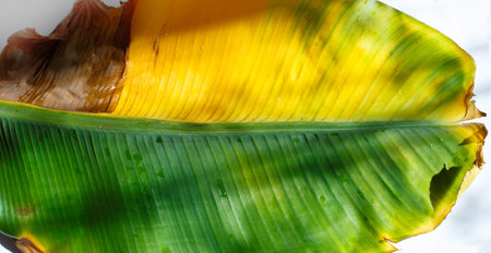 banana leaf  on white background, background abstractの写真素材