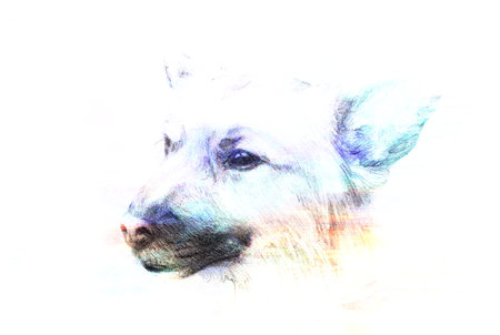 Dog pencil drawing on old paper, vintage paper and old structure with color spots