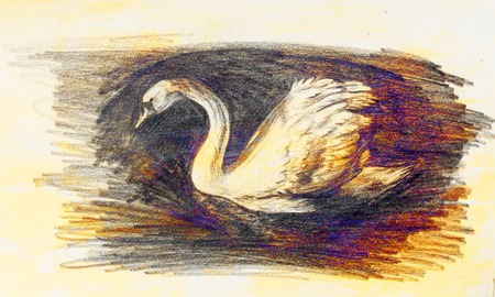 pencil drawing swan on old paper backgroundの写真素材
