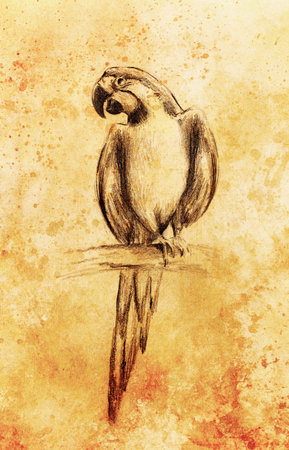 pencil deawing parrot on old paper, vintage paper and old structureの写真素材