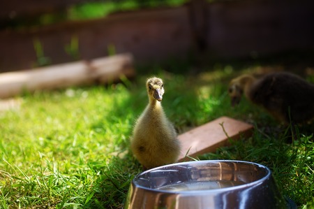 Ducklings on the grass, and water dishの写真素材