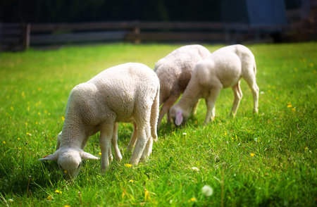 Little lambs grazing on a beautiful green meadow with dandelionの写真素材