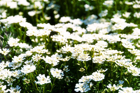 beautiful white garden flowers and blur backgroundの写真素材