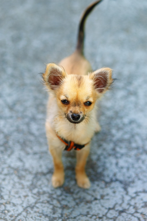 little charming adorable chihuahua puppy on blurred background. Eye contactの写真素材