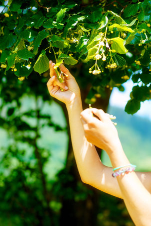 picking up the beautiful linden tree fowers on bright summer dayの写真素材