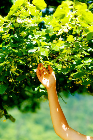 picking up the beautiful linden tree fowers on bright summer dayの写真素材