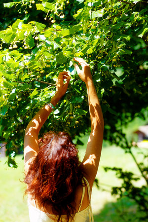 picking up the beautiful linden tree fowers on bright summer dayの写真素材