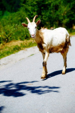 free summer goat walking on mountain roadの写真素材
