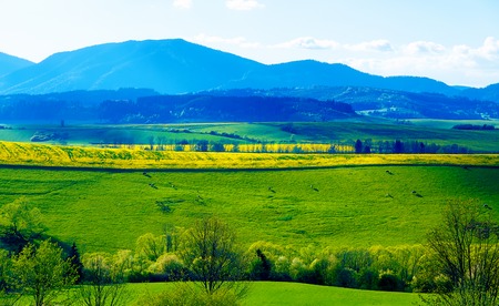 Beautiful landscape, green and yellow meadow with a herd of cows in the distanceの写真素材