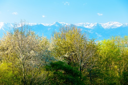 Blooming spring tree and snow mountains in the backgroundの写真素材