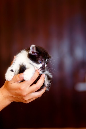 frightened sweet little kitty in hands of young girlの写真素材