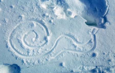 slug in snow, drawing in the snow. Light blue backgroundの写真素材