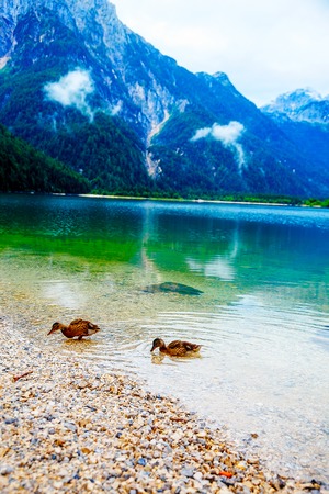 Wild duck is swimming in mountain lakeの写真素材