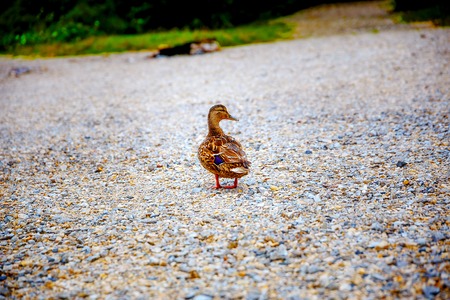 Wild duck on rocky beach in the morningの写真素材