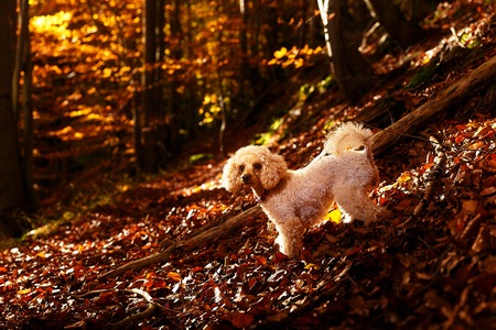 Whites poodle in autumn forest beautiful autumn leavesの写真素材