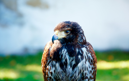 beautiful bird of prey, common buzzard, sitting on setting poleの写真素材